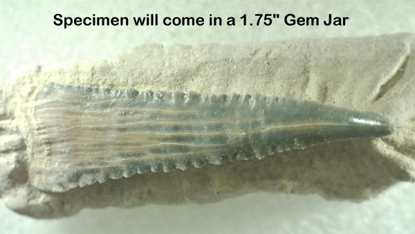 Genuine Miocene Age Bone Valley Stingray Dermal Scute Fossil for Sale from Florida #14