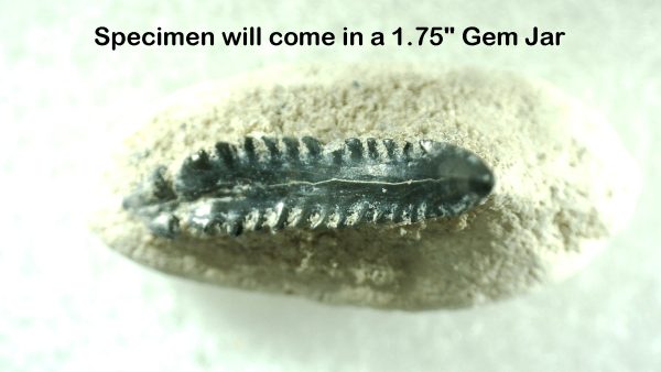 Genuine Miocene Age Bone Valley Stingray Dermal Scute Fossil for Sale from Florida #3