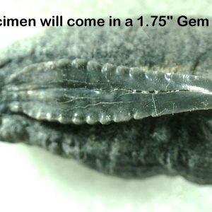 Genuine Miocene Age Bone Valley Stingray Dermal Scute Fossil for Sale from Florida #4