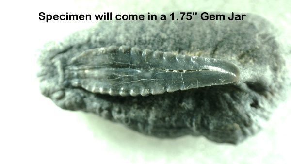 Genuine Miocene Age Bone Valley Stingray Dermal Scute Fossil for Sale from Florida #4