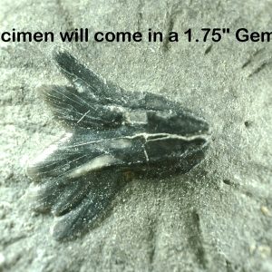 Genuine Miocene Age Bone Valley Stingray Dermal Scute Fossil for Sale from Florida #6