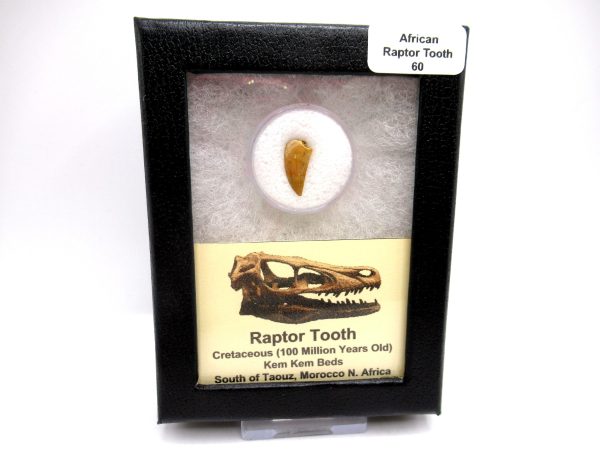 Genuine Cretaceous Age Raptor Dinosaur Tooth Fossils For Sale From Morocco #60