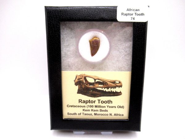 Genuine Cretaceous Age Raptor Dinosaur Tooth Fossils For Sale From Morocco #74