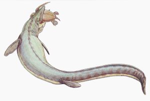 Prognathodon anceps