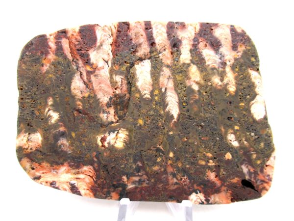 Genuine Precambrian Age Collenia Stromatolite Fossil for Sale from Minnesota #11