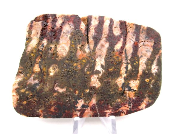 Genuine Precambrian Age Collenia Stromatolite Fossil for Sale from Minnesota #11a