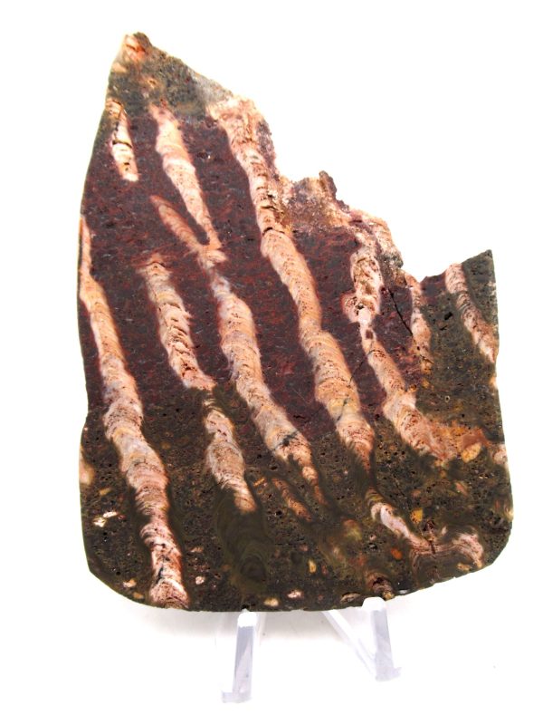 Genuine Precambrian Age Collenia Stromatolite Fossil for Sale from Minnesota #12