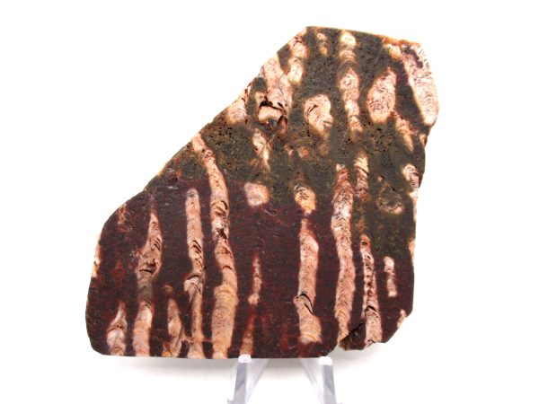 Genuine Precambrian Age Collenia Stromatolite Fossil for Sale from Minnesota #16