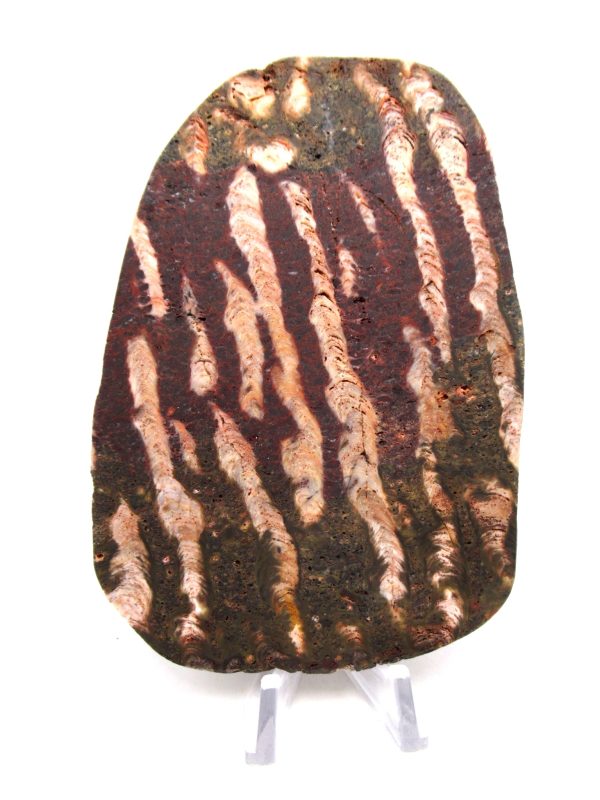 Genuine Precambrian Age Collenia Stromatolite Fossil for Sale from Minnesota #17