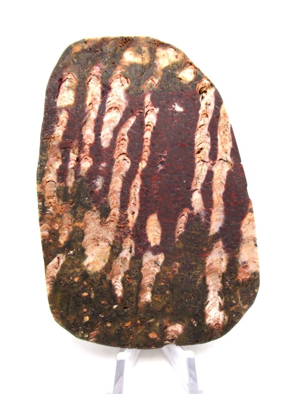 Genuine Precambrian Age Collenia Stromatolite Fossil for Sale from Minnesota #17a