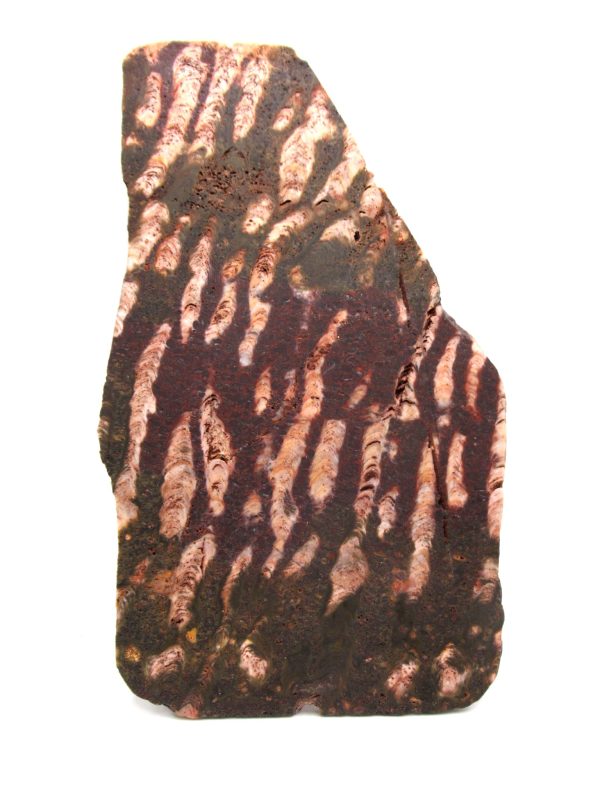 Genuine Precambrian Age Collenia Stromatolite Fossil for Sale from Minnesota #18