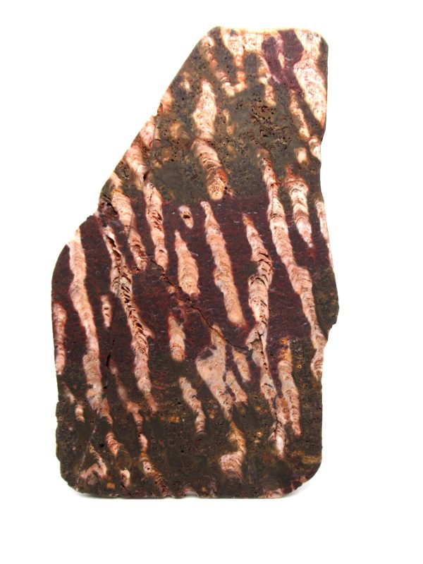 Genuine Precambrian Age Collenia Stromatolite Fossil for Sale from Minnesota #18a