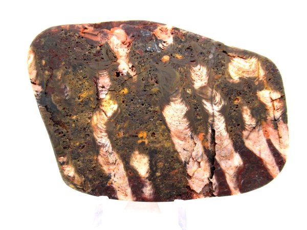 Genuine Precambrian Age Collenia Stromatolite Fossil for Sale from Minnesota #4