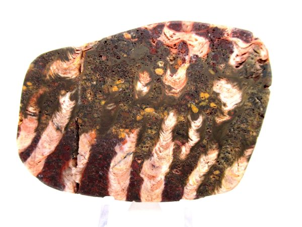 Genuine Precambrian Age Collenia Stromatolite Fossil for Sale from Minnesota #4a