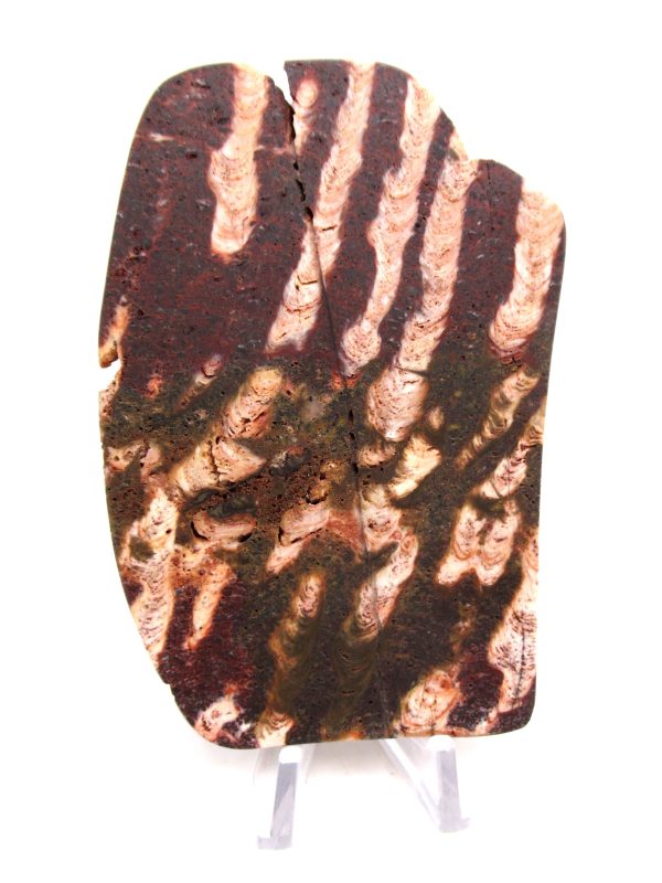 Genuine Precambrian Age Collenia Stromatolite Fossil for Sale from Minnesota #9