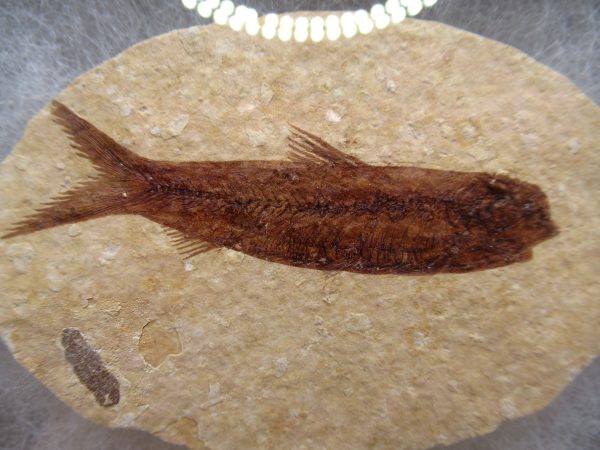 Genuine Eocene Age Knightea Fish Fossil for Sale from Wyoming #48a