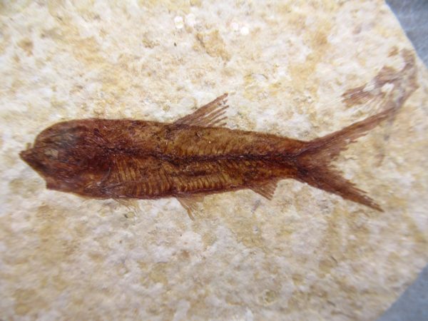 Genuine Eocene Age Knightea Fish Fossil for Sale from Wyoming #52a