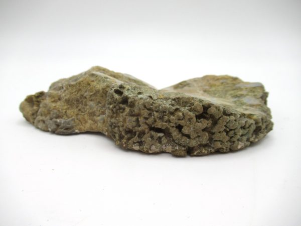 Genuine Pennsylvanian Age Somphospongia Stromatolite Fossil for Sale from Kansas #10