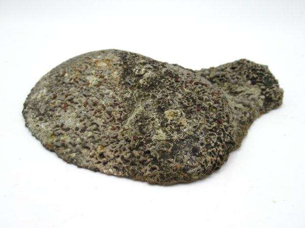 Genuine Pennsylvanian Age Somphospongia Stromatolite Fossil for Sale from Kansas #12