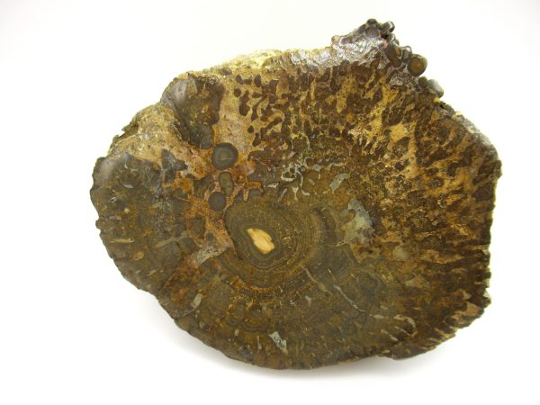 Genuine Pennsylvanian Age Somphospongia Stromatolite Fossil for Sale from Kansas #1b