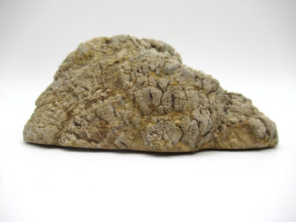 Genuine Pennsylvanian Age Somphospongia Stromatolite Fossil for Sale from Kansas #2