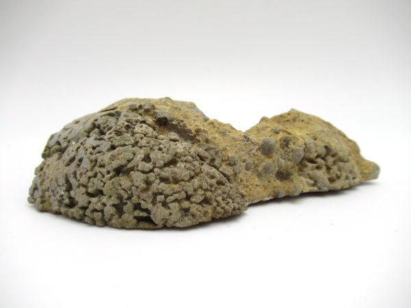 Genuine Pennsylvanian Age Somphospongia Stromatolite Fossil for Sale from Kansas #3