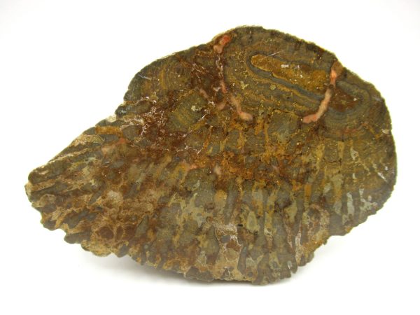 Genuine Pennsylvanian Age Somphospongia Stromatolite Fossil for Sale from Kansas #4b