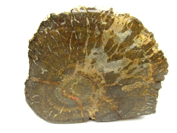 Genuine Pennsylvanian Age Somphospongia Stromatolite Fossil for Sale from Kansas #5b