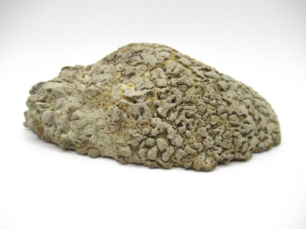 Genuine Pennsylvanian Age Somphospongia Stromatolite Fossil for Sale from Kansas #6