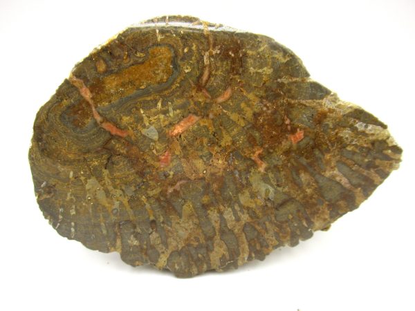 Genuine Pennsylvanian Age Somphospongia Stromatolite Fossil for Sale from Kansas #6b