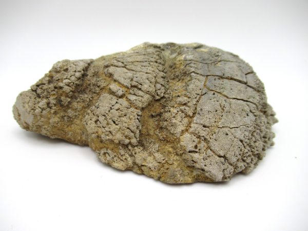 Genuine Pennsylvanian Age Somphospongia Stromatolite Fossil for Sale from Kansas #7