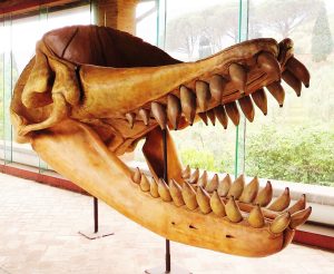 Scaldicetus Extinct Whale