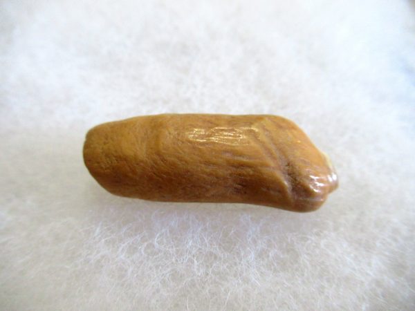 Genuine Pliocene Beluga Whale Tooth For Sale From Alaska #1