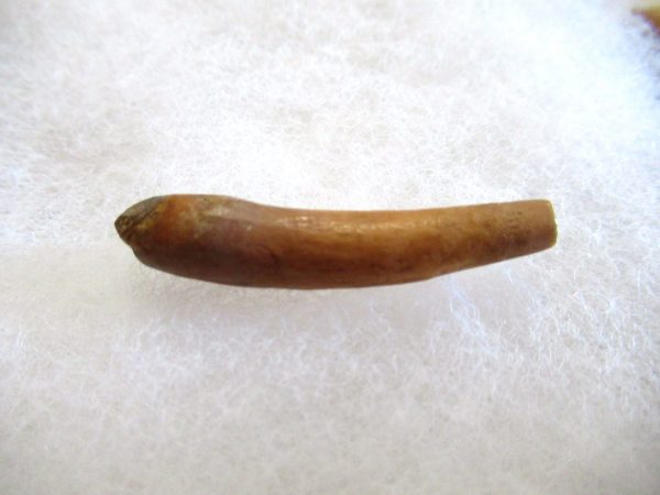 Genuine Pliocene Beluga Whale Tooth For Sale From Alaska #10