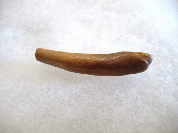 Genuine Pliocene Beluga Whale Tooth For Sale From Alaska #10a