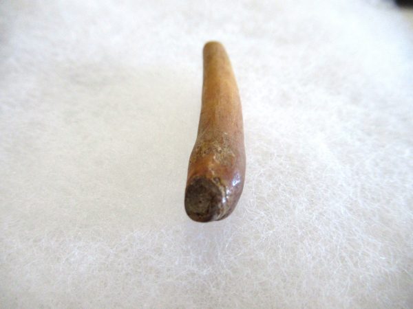 Genuine Pliocene Beluga Whale Tooth For Sale From Alaska #10b