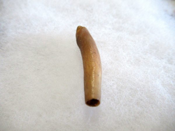 Genuine Pliocene Beluga Whale Tooth For Sale From Alaska #10c