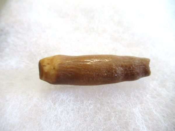 Genuine Pliocene Beluga Whale Tooth For Sale From Alaska #12