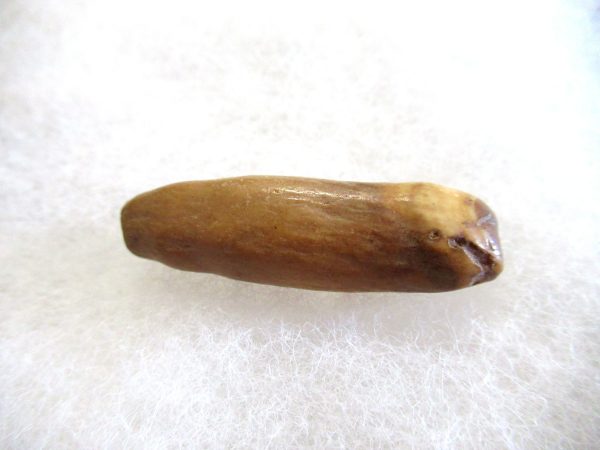 Genuine Pliocene Beluga Whale Tooth For Sale From Alaska #12a