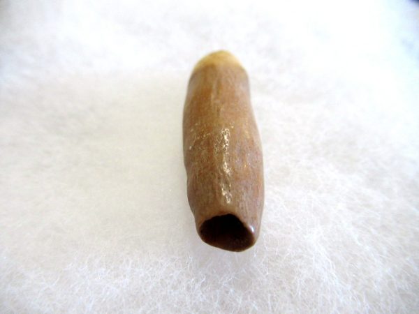 Genuine Pliocene Beluga Whale Tooth For Sale From Alaska #12c