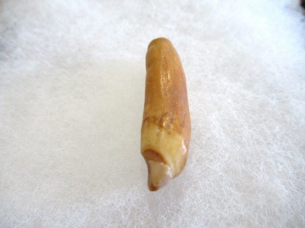 Genuine Pliocene Beluga Whale Tooth For Sale From Alaska #13b