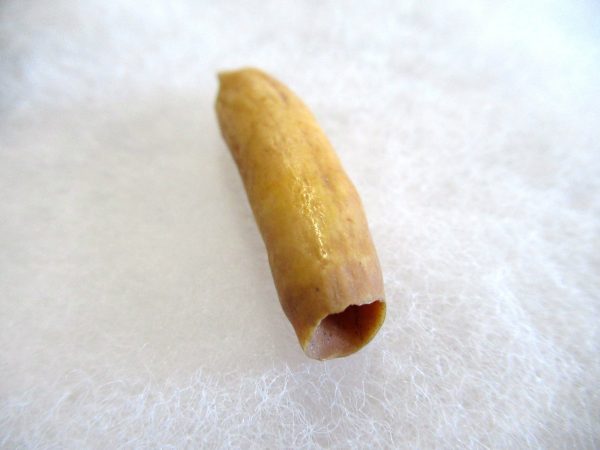 Genuine Pliocene Beluga Whale Tooth For Sale From Alaska #13c