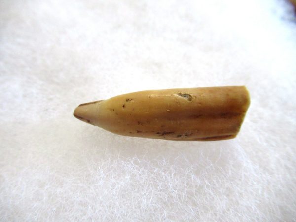 Genuine Pliocene Beluga Whale Tooth For Sale From Alaska #14