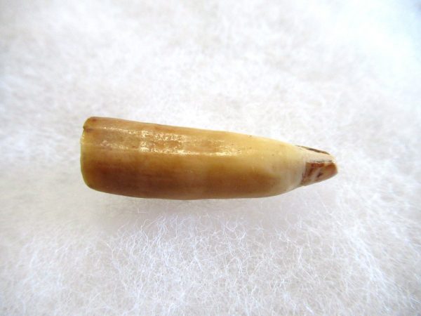 Genuine Pliocene Beluga Whale Tooth For Sale From Alaska #14a