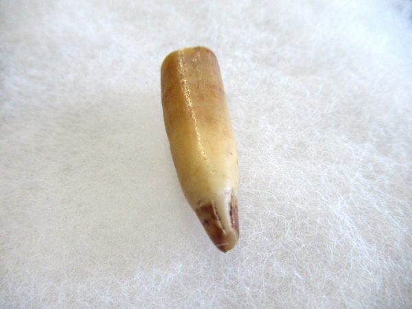 Genuine Pliocene Beluga Whale Tooth For Sale From Alaska #14b