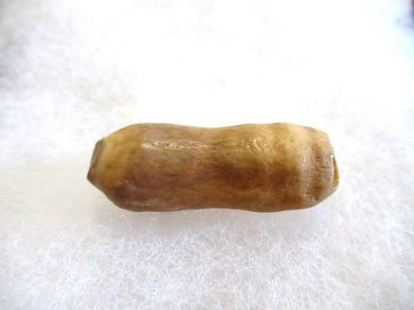 Genuine Pliocene Beluga Whale Tooth For Sale From Alaska #15