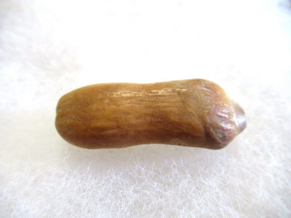 Genuine Pliocene Beluga Whale Tooth For Sale From Alaska #15a