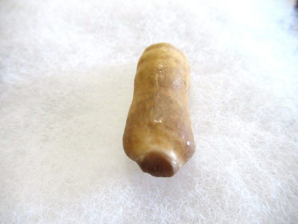 Genuine Pliocene Beluga Whale Tooth For Sale From Alaska #15b