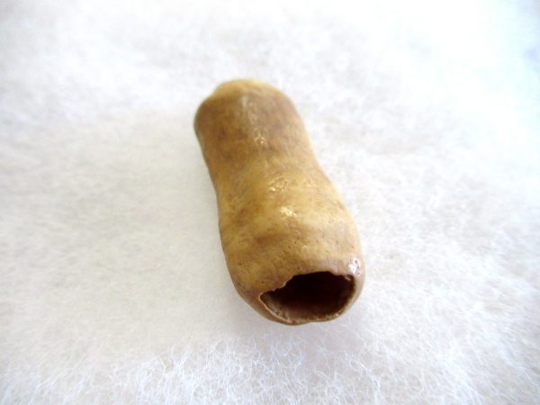 Genuine Pliocene Beluga Whale Tooth For Sale From Alaska #15c