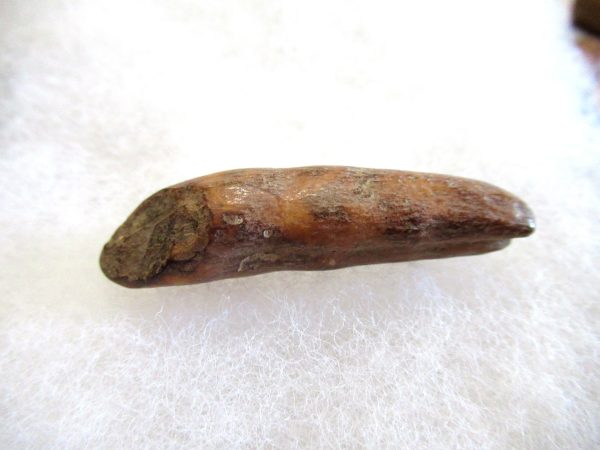 Genuine Pliocene Beluga Whale Tooth For Sale From Alaska #16